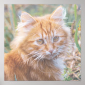 Cute Funky Ginger Cat Kitten Painting Poster (Voorkant)