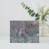 Cute Funky Ginger Cat Kitten Verborgen in Grass Briefkaart (Staand voorkant)
