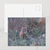 Cute Funky Ginger Cat Kitten Verborgen in Grass Briefkaart (Voorkant / Achterkant)