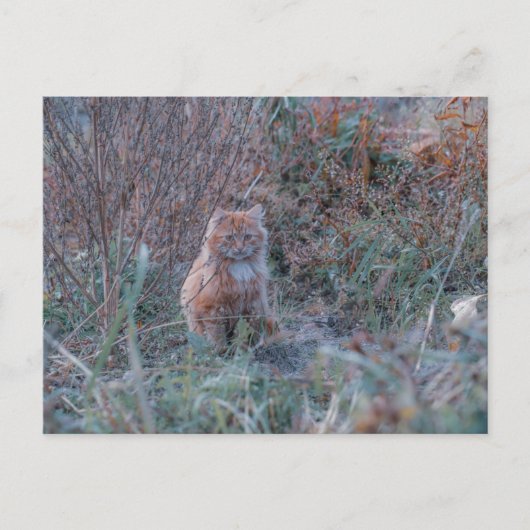 Cute Funky Ginger Cat Kitten Verborgen in Grass Briefkaart (Voorkant)