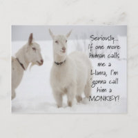 Cute Funny Animal Goat Joke