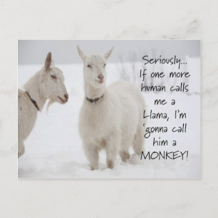 Cute Funny Animal Goat Joke Briefkaart