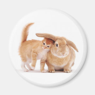 cute_funny_animals_8 het konijnvrienden van het magneet