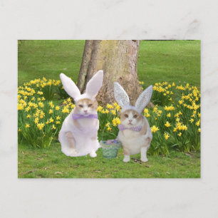 Cute, Funny Bunny Cats Briefkaart