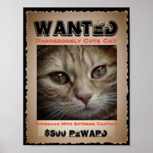 Cute Funny Cat Wanted Afbeelding Poster