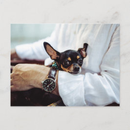 Cute & Funny Chihuahua briefkaart