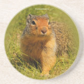 Cute Funny Curious Columbian Ground Squirrel Zandsteen Onderzetter (Voorkant)