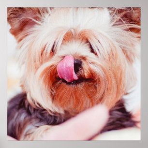 Cute & Funny Dog Close-up poster