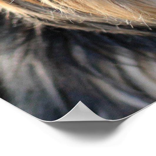 Cute & Funny Dog Close-up poster (Hoek)