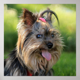 Cute & Funny Dog Close-up poster