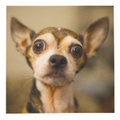 Cute & Funny Dogs (en/of UW foto's) kubus (Voorkant)