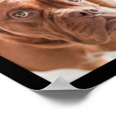 Cute & Funny Dogs Photo Collage Poster 2 (Hoek)