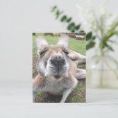 Cute Funny Face Kangaroo Educatieve Dierenfoto Briefkaart (Staand voorkant)