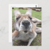 Cute Funny Face Kangaroo Educatieve Dierenfoto Briefkaart (Voorkant / Achterkant)