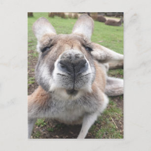 Cute Funny Face Kangaroo Educatieve Dierenfoto Briefkaart