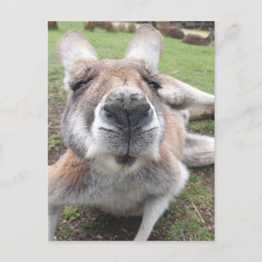 Cute Funny Face Kangaroo Educatieve Dierenfoto Briefkaart (Voorkant)