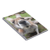 Cute Funny Face Kangaroo Educatieve Dierenfoto Notitieboek (Rechterzijde)