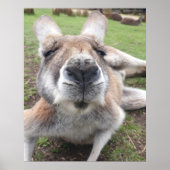 Cute Funny Face Kangaroo Educatieve Dierenfoto Poster (Voorkant)
