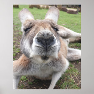 Cute Funny Face Kangaroo Educatieve Dierenfoto Poster