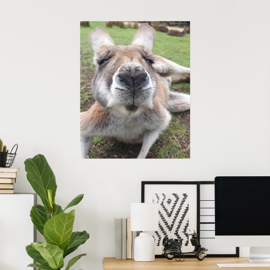 Cute Funny Face Kangaroo Educatieve Dierenfoto Poster (Thuiskantoor)