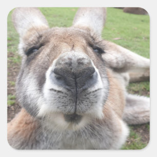Cute Funny Face Kangaroo Educatieve Dierenfoto Vierkante Sticker