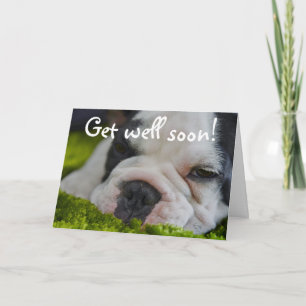 Cute Funny French Bull Dog Get Well Wenskaart Kaart