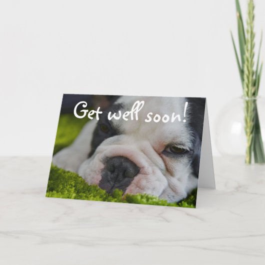 Cute Funny French Bull Dog Get Well Wenskaart Kaart (Voorkant)