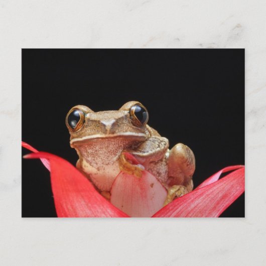 Cute, Funny Frog Holding op Lily - Briefkaart (Voorkant)