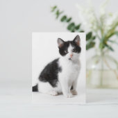 Cute Funny furry kitten black and white cat Briefkaart (Staand voorkant)
