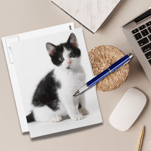 Cute Funny furry kitten black and white cat Briefkaart