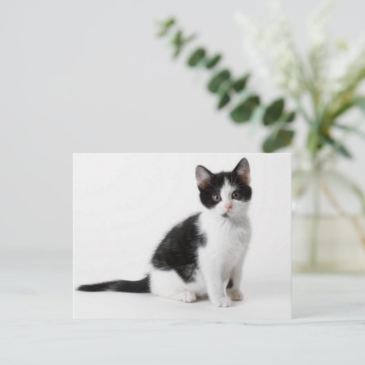 Cute Funny furry kitten black and white cat Briefkaart (Staand voorkant)