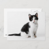 Cute Funny furry kitten black and white cat Briefkaart (Voorkant / Achterkant)