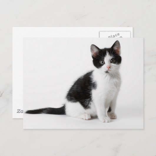 Cute Funny furry kitten black and white cat Briefkaart (Voorkant / Achterkant)