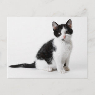 Cute Funny furry kitten black and white cat Briefkaart