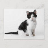 Cute Funny furry kitten black and white cat Briefkaart (Voorkant)