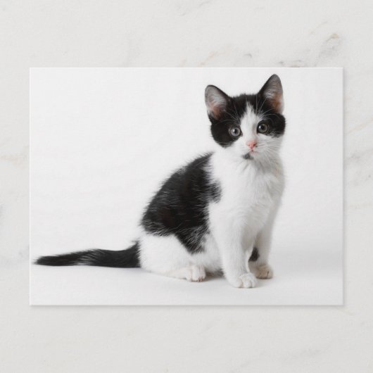Cute Funny furry kitten black and white cat Briefkaart (Voorkant)