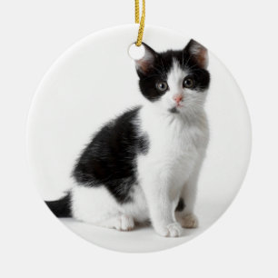 Cute Funny furry kitten black and white cat Keramisch Ornament