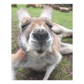 Cute Funny Kangaroo Educational Animal Wall Art Foto Afdruk (Voorkant)