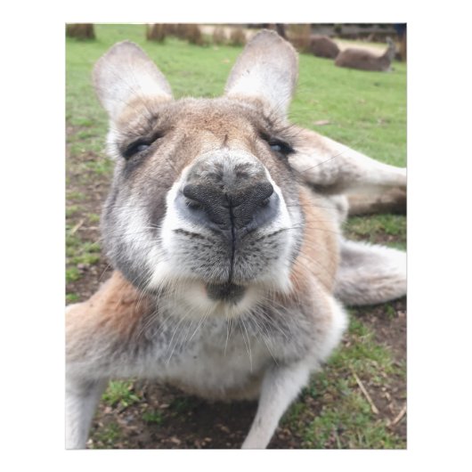 Cute Funny Kangaroo Educational Animal Wall Art Foto Afdruk (Voorkant)