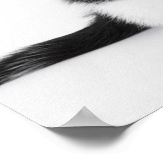 Cute Funny kitten black and white cat Poster (Hoek)
