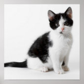 Cute Funny kitten black and white cat Poster (Voorkant)
