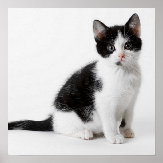 Cute Funny kitten black and white cat Poster (Voorkant)