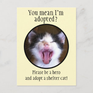 Cute Funny Kitten Foto adopteert een Shelter Cat Briefkaart