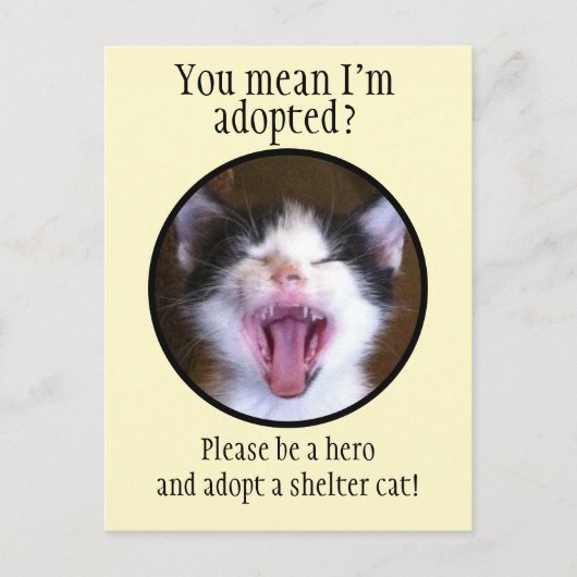 Cute Funny Kitten Foto adopteert een Shelter Cat Briefkaart (Voorkant)