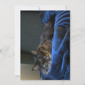 Cute Funny Maine Coon Cat Dreaming (Voorkant)
