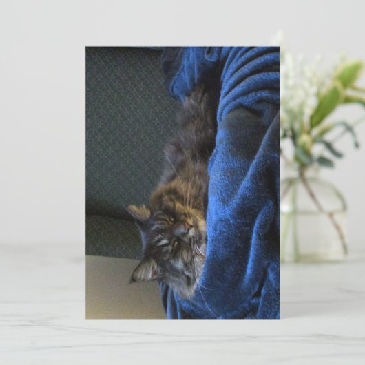 Cute Funny Maine Coon Cat Dreaming (Staand voorkant)