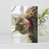Cute Funny Maine Coon Cat Tongue (Staand voorkant)