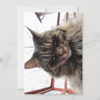 Cute Funny Maine Coon Kat Content
