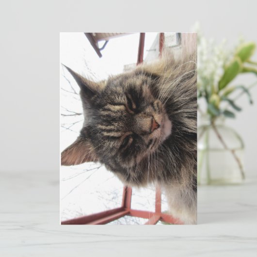 Cute Funny Maine Coon Kat Content (Staand voorkant)