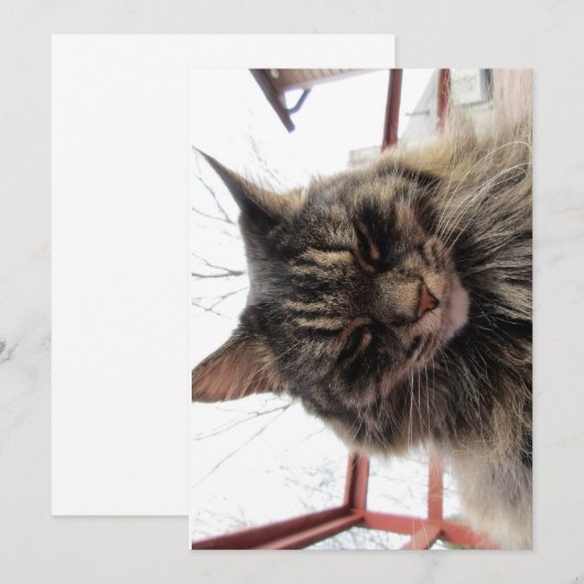 Cute Funny Maine Coon Kat Content (Voorkant / Achterkant)